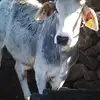 Rigoberto Jauregui Lopez - @rigoberto.jauregu - TikTok
