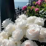 Riham Ramadan - Facebook