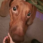 Riki_dog - @riki_brown_dog - Instagram