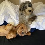 Riley & Bentley - @rileyandbentley_pinecones - Instagram