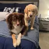 Riley & Bentley - @lifewithrileyandbentley - TikTok