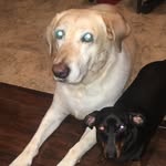 Riley & Bentley - @riley_bentley2 - Instagram