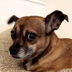 Riley Bentley - @garytheboxerchihuahua - Instagram