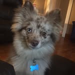 Riley Bray Sawyers - @rileybray_thepom - Instagram