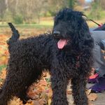 Riley Chang - @goldendoodleloveee - Instagram