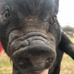 Riley Coffey - @bofars_piggies - Instagram