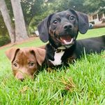 Rex and Riley Crouch - @rex_and_rileydawg - Instagram