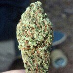Riley Crouch - @420_riley_gxnxd - Instagram