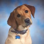 Riley Daugherty - @riley_the_puppy19 - Instagram