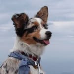 3 dogs 1 adventure - @rileydodgerandpenny - Instagram