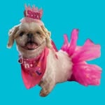 Riley Escobar the Shih Tzu - @xo_rileytzu - Instagram