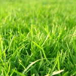 Riley The Grass Farmer - @rileythegrassfarmer - Instagram