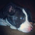 riley gore - @horselover23213 - Instagram