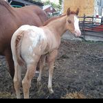 Riley Gore Tommi Willey - @horse_show_ready - Instagram