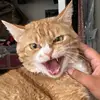 Riley - @_rileyharding - TikTok