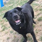 Della Riley Holman - @della_dog.woof - Instagram