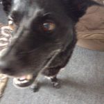 Riley Holman - @riley_the_dog13 - Instagram
