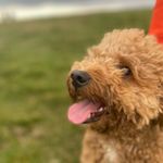 Riley🐾 - @rileyholman - Instagram