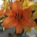 Riley Horne - @marshmellow1621 - Instagram