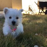 Riley Posh Juarez - @riley.the.westy - Instagram
