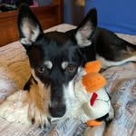 Riley Lynn - @riley_the_doggo_76 - Instagram