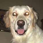 Riley Norris - @riley_the_meme_doggo - Instagram