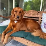Riley Ramsey - @rileythewonderdog24 - Instagram