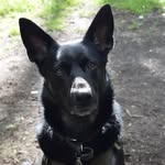 Riley - @rileyripperpup - Instagram