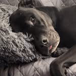 Riley Schroeder - @coffee_dogs_ - Instagram
