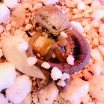 RIley Sexton - @rs_designerdragons - Instagram