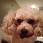 Riley Shaver - @riley_the_dog_123 - Instagram