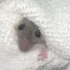 paigespamzzz - @rileyshorter0 - TikTok