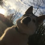 Riley Winter Bucovetsky🐾🐶 - @_its_riley_buc - Instagram