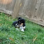 Riley_Yoder - @the_riley_border - Instagram