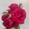 mayssrimkhalaf - @dlb2920 - TikTok