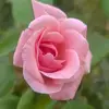Rima - @rima._.ayoub - TikTok