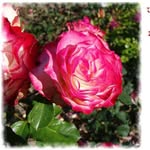Rima Farah Aouad - @rimafarahaouad - Instagram