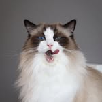 Bailey & Rio | Ragdolls | Ragdolllife | Cats - @bailey.rio.ragdolls - Instagram