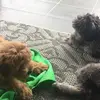 rio and bailey ❤️❤️ - @rio..and..bailey - TikTok