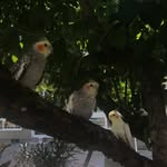 Rio, Skittles, Bailey - @3.birbs - Instagram