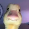 duckkyyyyyy11 - @cyrusrioveros11 - TikTok