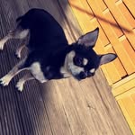 Rio Duncan - @rio.the.chihuahua.xx - Instagram