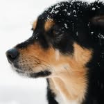 Rio Paul - @thepaulswithpaws - Instagram