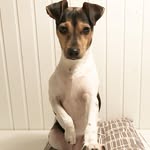 Rio - @rio_paulistinha - Instagram