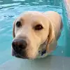 Rio Peña - @rios_ruff_life - TikTok