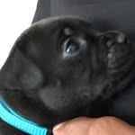 Ramos - @rio_ramos_dog - Instagram