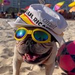 O verdadeiro rei do Rio de Janeiro 🐶 - @rioreidorio - Instagram