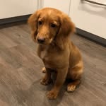 Rio Reid - @rio.reid_thecockerspaniel - Instagram