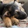 Rip Williams - @rip_the_shepherd - TikTok