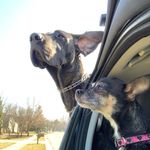 Rip Williams - @ripthedane - Instagram